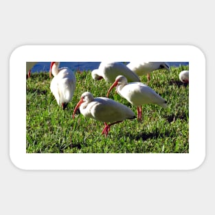 American White Ibis Sticker